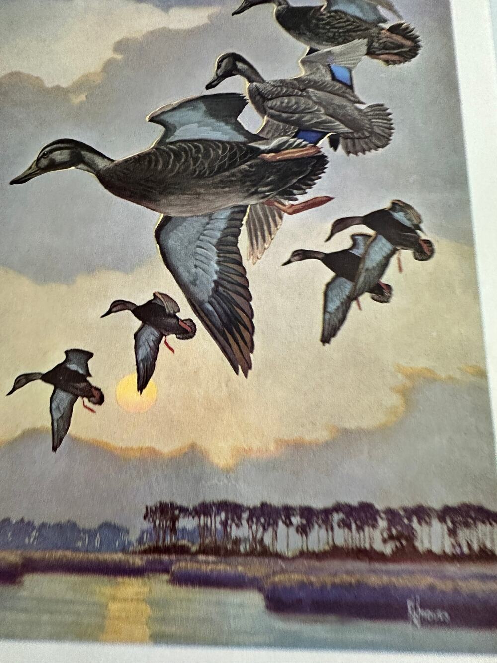 The Black Duck by Francis Lee Jaques Birds Bookplate Art Print ~ 260509-WH 173